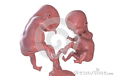 Twin embryos in early fetal period, 3D illustration Cartoon Illustration