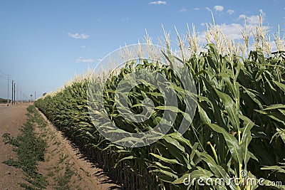 Monsanto GMO Corn Field Stock Photo