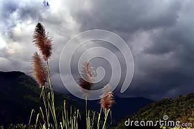 Monsoon Stock Photo