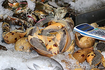 Monster sea snail and calculator in the tray with ice and out focus fish and crab Stock Photo