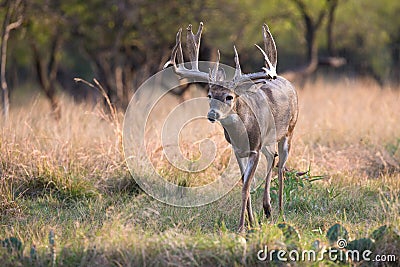 Monster typical whitetail buck searching for a doe Stock Photo