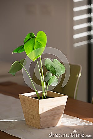 Monstera baby plant in a pot Stock Photo