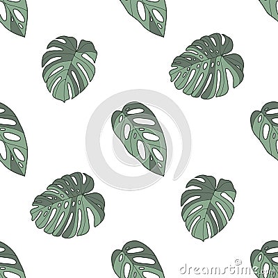 Monstera deliciosa, acuminata and obliqua windowleaf tropical plant seamless pattern on white background Stock Photo