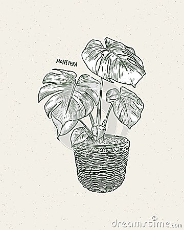 Monstera deliciosa, also known as the Swiss Cheese plant, hand draw sketch vector Vector Illustration