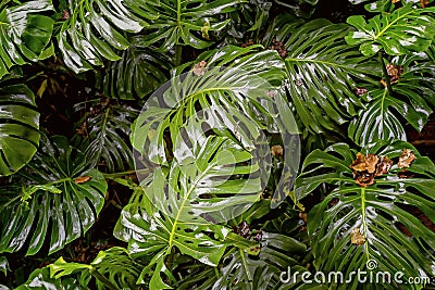 The beautiful Delicious Monster tropical plant is a climber in the wild, growing up large trees and have big green leaves. Stock Photo