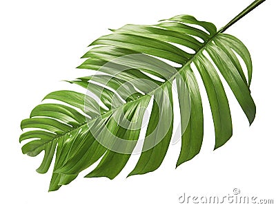 Monstera deliciosa leaf isolated on white background Stock Photo