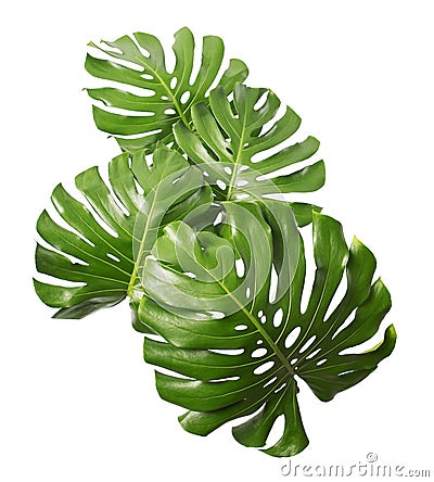 Monstera deliciosa leaf isolated on white background Stock Photo