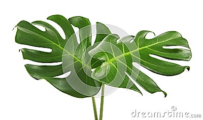 Monstera deliciosa leaf or Swiss cheese plant, isolated on white background, with clipping path Stock Photo