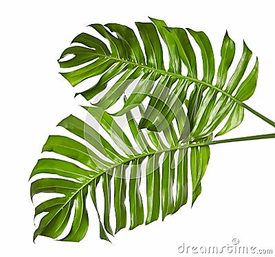 Monstera deliciosa leaf or Swiss cheese plant, isolated on white background, with clipping path Stock Photo