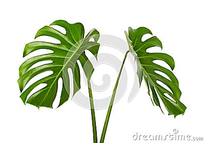 Monstera deliciosa leaf or Swiss cheese plant, Tropical foliage isolated on white background Stock Photo