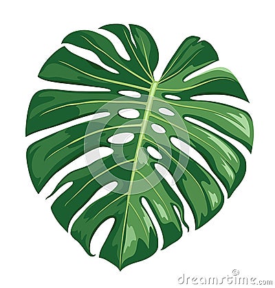 Monstera Deliciosa leaf vector, realistic design isolated on white background Vector Illustration