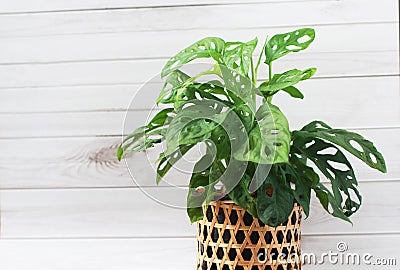 Monstera deliciosa and Monstera Monkey Mask in woven bamboo pots Stock Photo