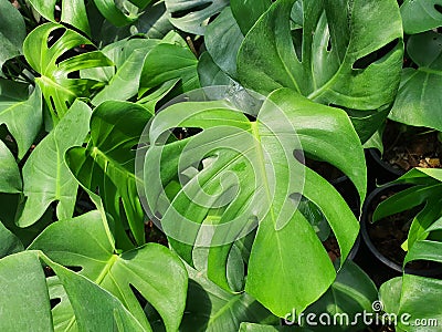 Monstera Deliciosa is a plant with beautifully shaped leaves. And widely used in home decoration. Stock Photo