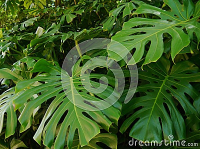 Monstera deliciosa Stock Photo