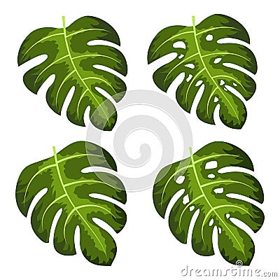 Monstera deliciosa plant leaf vector illustration Vector Illustration