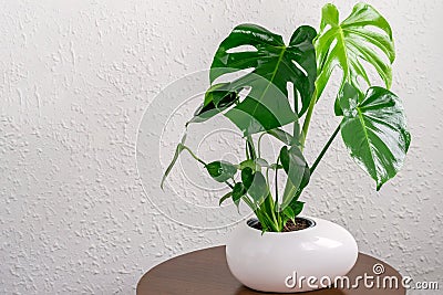 Monstera deliciosa plant in white pot standing on the wooden round table on the white wall background. Home gardening concept, Stock Photo