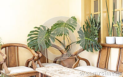 Monstera deliciosa or swiss cheese large plant closeup view Stock Photo