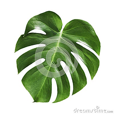 Monstera deliciosa tropical leaf isolated on white background Stock Photo