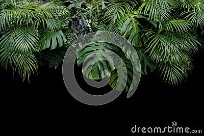 Monstera, fern, and palm leaves tropical rainforest foliage plan Stock Photo