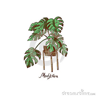 Monstera. Houseplants vector illustrations. Urban jungles. Plants are friends. Vector Illustration