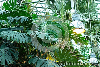 Monstera is a large tropical plant of the Araceae creeper family. Many green leaves of a monstera in a greenhouse Stock Photo