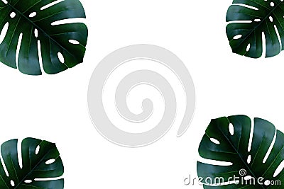 Monstera leaf isolated on white background with a copy space. Botanical nature concept. Banner. Top view Stock Photo