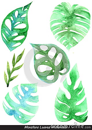 Monstera leaves watercolor illustration set for decoration on tropical garden . Cartoon Illustration