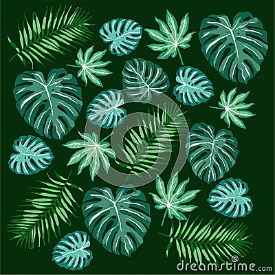 Monstera Stock Photo