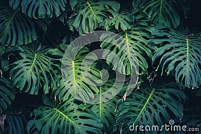 Monstera Philodendron leaves - tropical forest plant Stock Photo