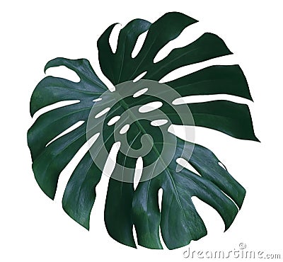 Monstera plant leaf, the tropical evergreen vine isolated on white background, path Stock Photo