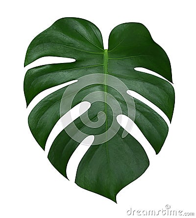 Monstera plant leaf, the tropical evergreen vine isolated on white background, path Stock Photo