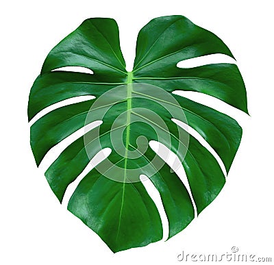 Monstera plant leaf, the tropical evergreen vine isolated on white background, path Stock Photo
