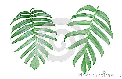 Monstera plant leaves, the tropical evergreen vine isolated on Stock Photo