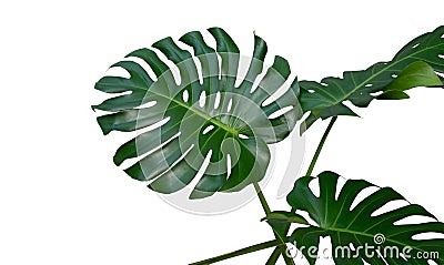 Monstera plant leaves, the tropical evergreen vine isolated on white background, path Stock Photo