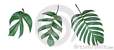 Monstera plant leaves, the tropical evergreen vine isolated on white background, path Stock Photo