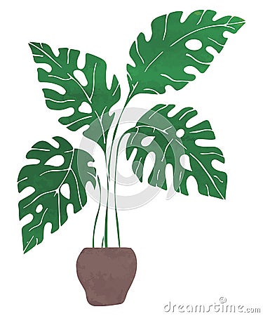 Monstera in a pot on a white background. Vector Illustration