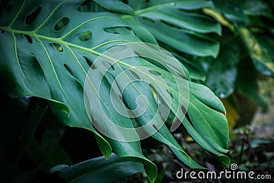 Monstera, Swiss Cheese Plant leaf background. Stock Photo