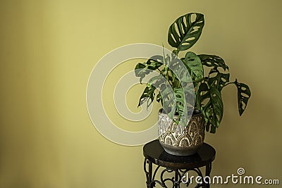 Monstera Swiss cheese plant or Monstera Monkey Mask Stock Photo