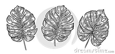 Monstera tropical leaves sketch. Vector illustration set isolated on white Vector Illustration