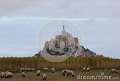 Mont Saint Michel Abbey in Normandy region of Northern France and the flock of black-headed Suffolk sheep Stock Photo