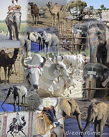 Montage - Animals of Africa and India Editorial Stock Photo