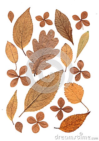 Montage of mixed brown autumn leaves. Stock Photo