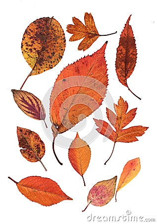A montage of mixed brown autumn leaves. Stock Photo