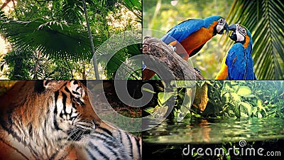 Montagem da vida da selva Montagem da vida da selva