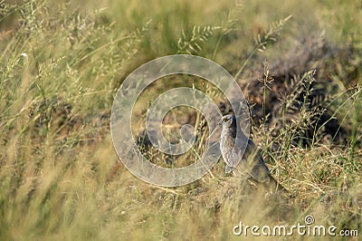 Montagu harrier or Circus pygargus male sitting on ground in background and foreground meadows of green grass field tal chhapar Stock Photo