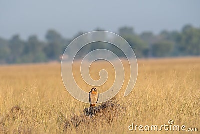 Montagu harrier or Circus pygargus sitting on a beautiful perch in meadows of grass field at tal chhapar Stock Photo