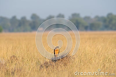 Montagu harrier or Circus pygargus sitting on a beautiful perch in meadows of grass field at tal chhapar Stock Photo