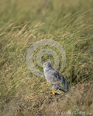 Montagu harrier male or Circus pygargus bird ground perched with eye contact in natural green grass or meadow during winter Stock Photo