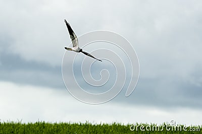 Montagu`s harrier Circus pygargus, Male flying Stock Photo