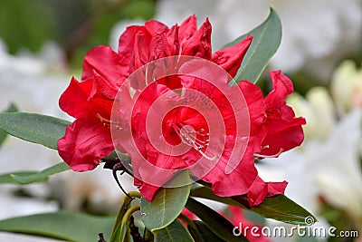 Montague Red Rhododendron 04 Stock Photo